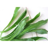 Hạt giống Rau Mùi Tàu
