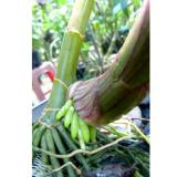 SIÊU RA RỄ TOPAGRI B1 2 LÍT (VÀNG) CHUYÊN PHONG LAN