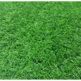 Thảm cỏ trang trí sv05