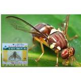 Thuốc dẫn dụ diệt ruồi vàng đục trái VIZUBON-D 10ml(Vàng)