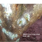 Chế phẩm trừ bệnh Ridomild Gold 100gr