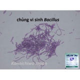 3 gói Thuốc trừ sâu vi khuẩn Delfin WG an toàn cho gia đình trồng rau sạch vi sinh Bacillus thuringiensis USA (10g x 3 gói)