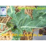 3 gói Thuốc trừ sâu vi khuẩn Delfin WG an toàn cho gia đình trồng rau sạch vi sinh Bacillus thuringiensis USA (10g x 3 gói)