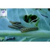 3 gói Thuốc trừ sâu vi khuẩn Delfin WG an toàn cho gia đình trồng rau sạch vi sinh Bacillus thuringiensis USA (10g x 3 gói)