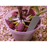 vỏ thông nhập khẩu Bồ Đào Nha bao 70l