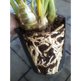 vỏ thông nhập khẩu Bồ Đào Nha bao 70l