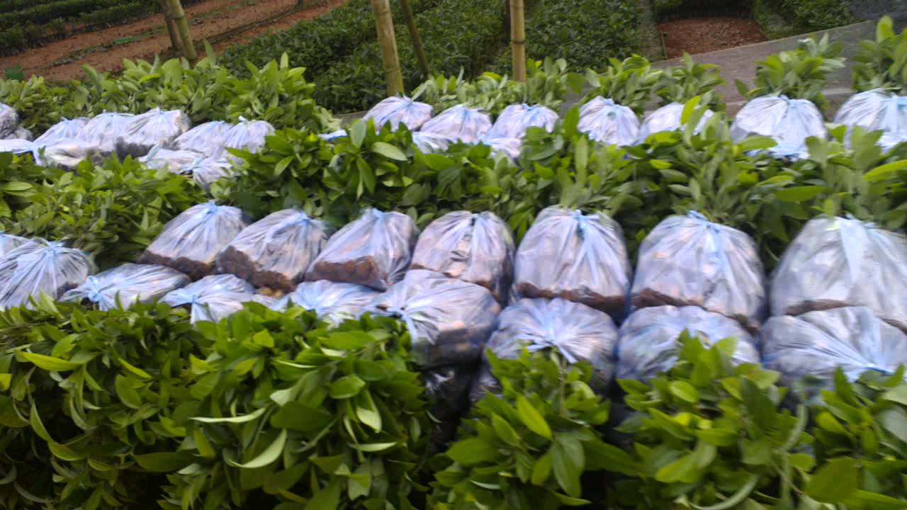 Cây quế giống , cam kết chất lượng