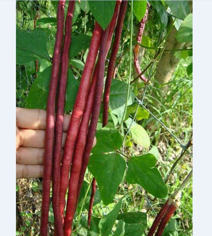 Hạt giống đậu đũa đỏ Mỹ - 1 gói 3gram