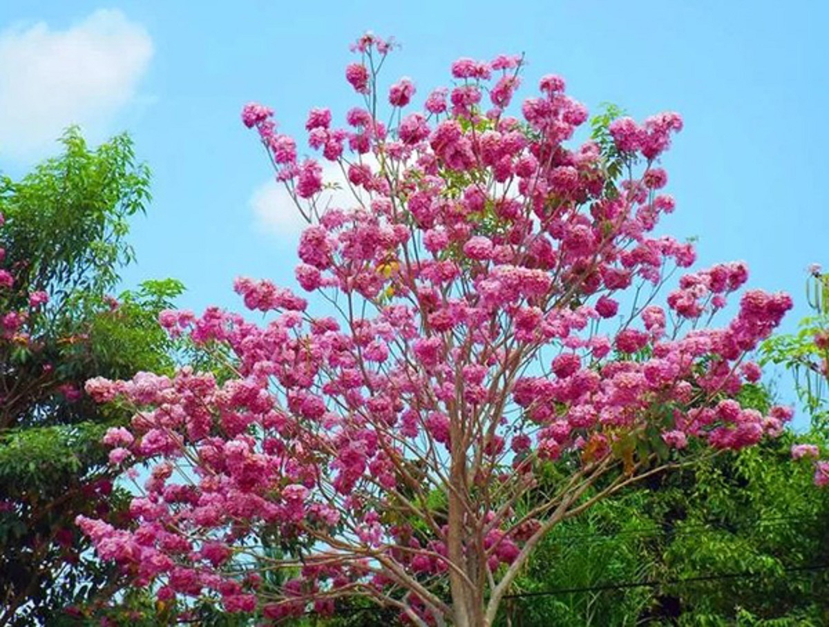 Cây giống hoa mỹ nhân