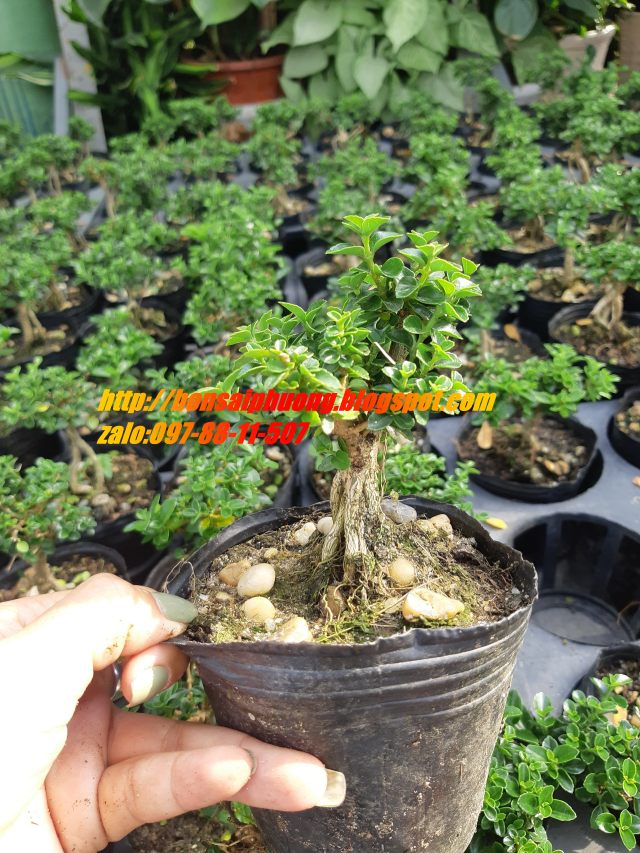 sam hương siêu mini