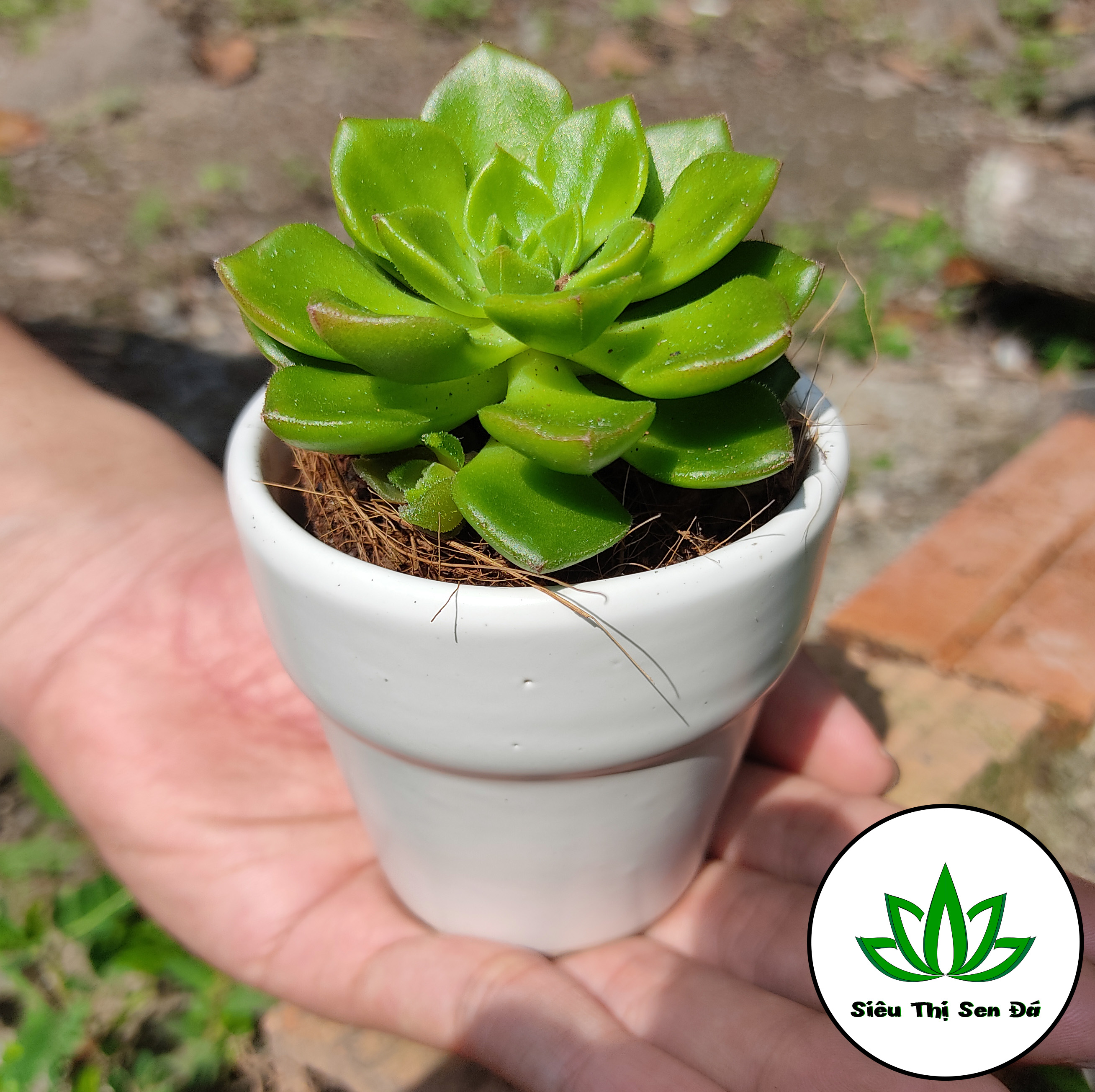 Sen Đá Mai Đỏ Đà Lạt Đường Kính 4-6cm