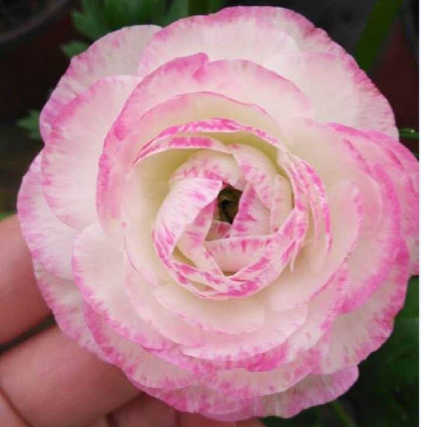 Củ hoa hồng mao lương màu hồng nhạt - 1 củ tặng kèm viên nén ươm củ