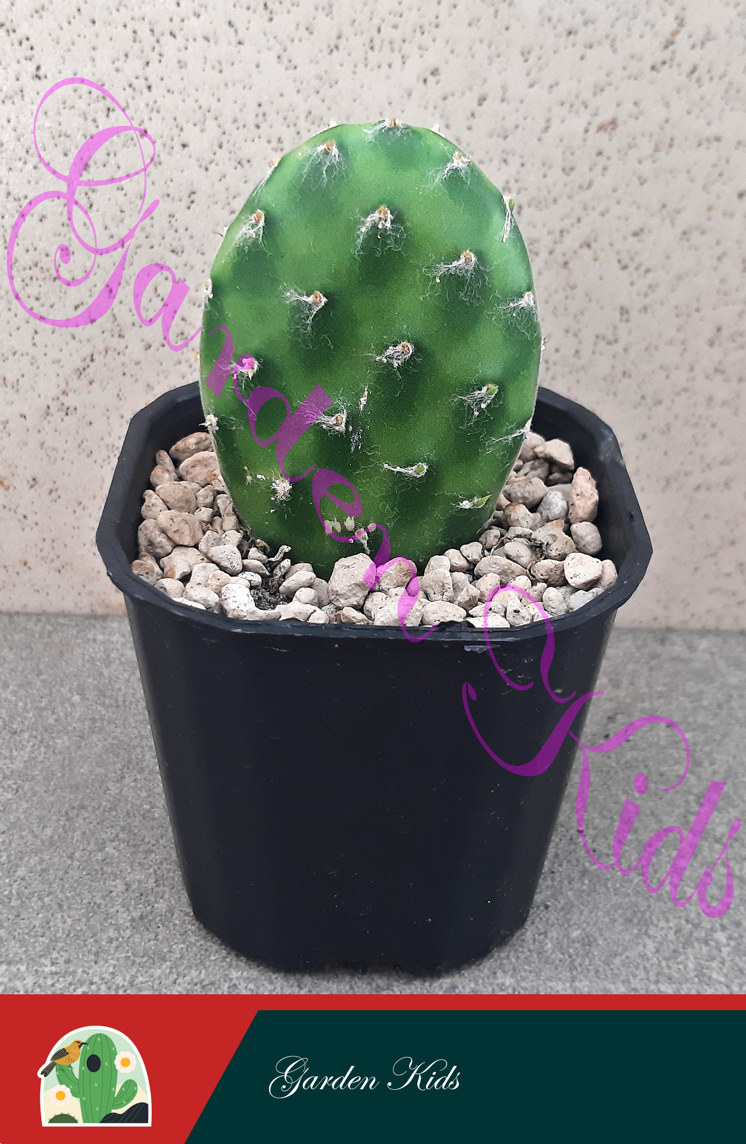 Xương rồng tai thỏ (Opuntia Decumbens)