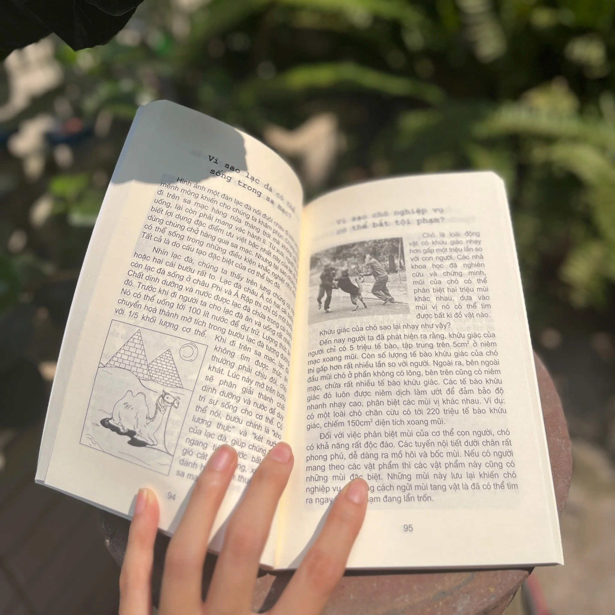 Sách: 10 Vạn Câu Hỏi Vì Sao T1