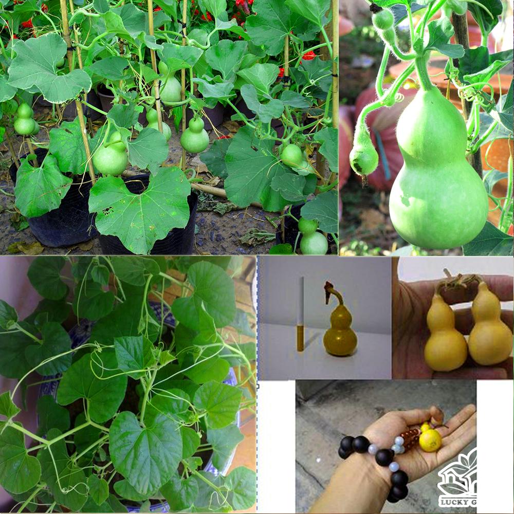 Gói 10 Hạt giống bầu hồ lô mini