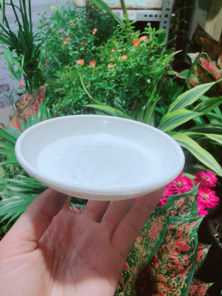 Đĩa Lót Chậu (đường kính 12cm)