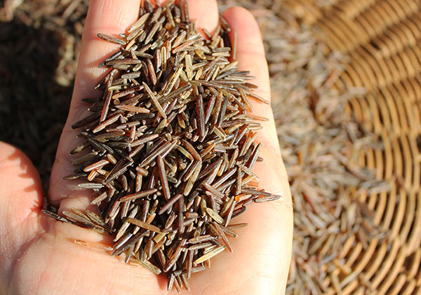 Gạo hoang dã (wild rice) Bắc Mỹ 227g
