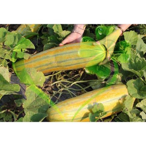 Hạt giống dưa gang trái dài - gói 5 gram
