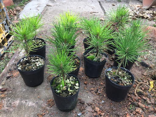 [ SP Mới Về] Cây giống thông nhật bonsai chất lượng cao