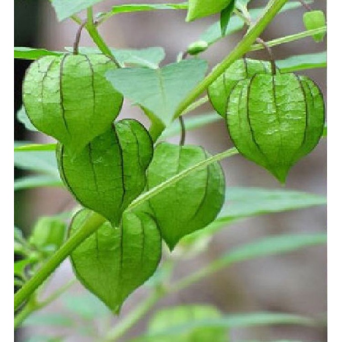 Hạt giống cây rau tầm bóp