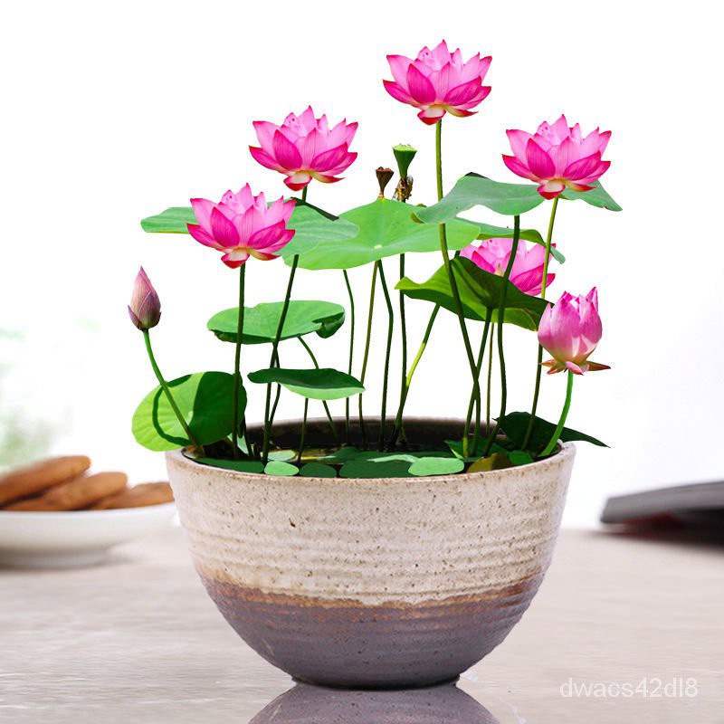 10 Hạt Giống Hoa Sen Nhật Mini Mix
