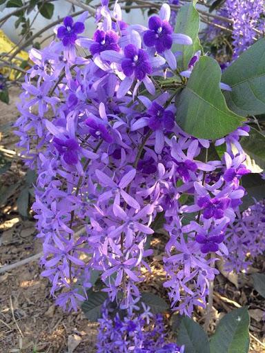 Cây giống mai xanh bông chùm dễ chăm