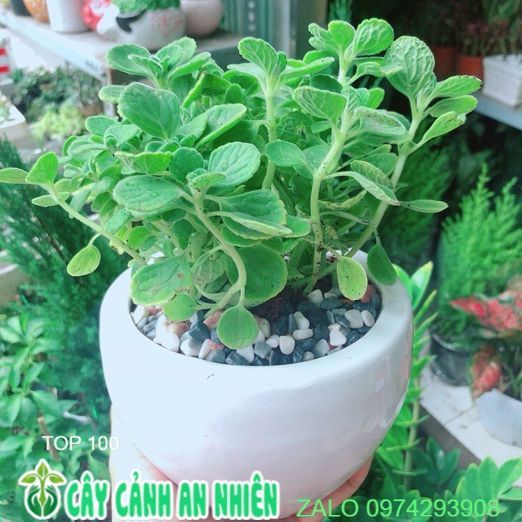 Chậu Cây Nhất Mạc Hương (Sen thơm)