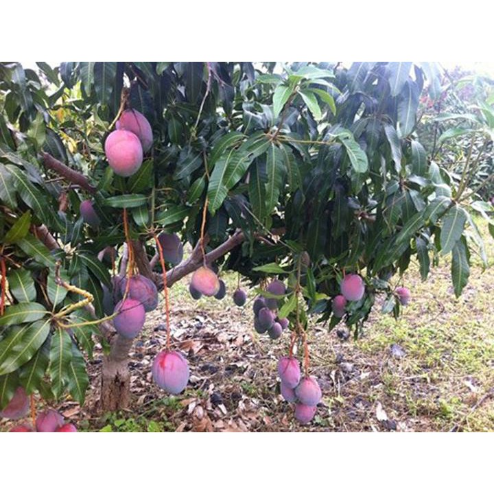 Cây giống xoài tím vỏ tím ruột vàng