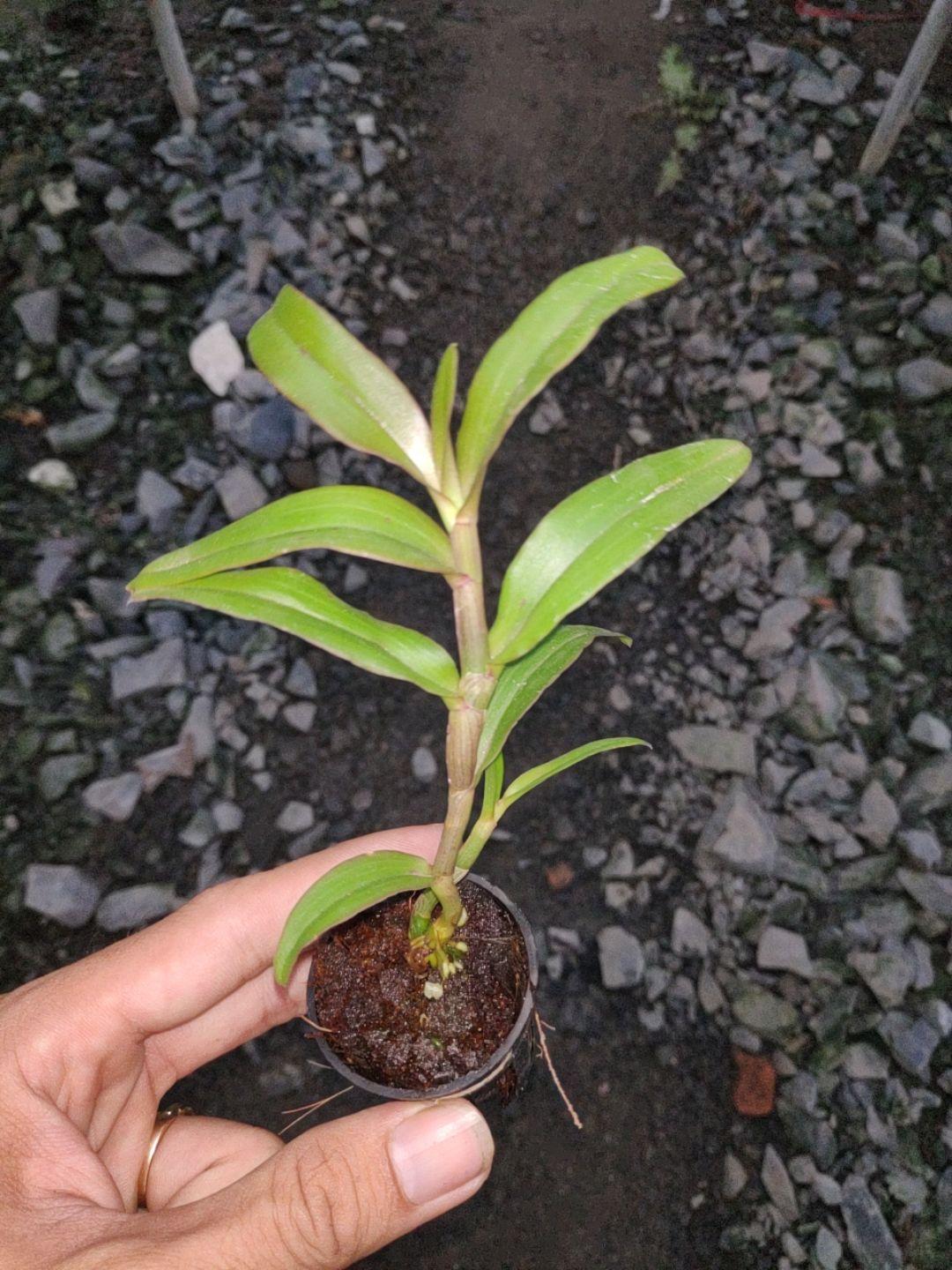 Giả hạc Nù Hồng Cánh Sáp - Cây con
