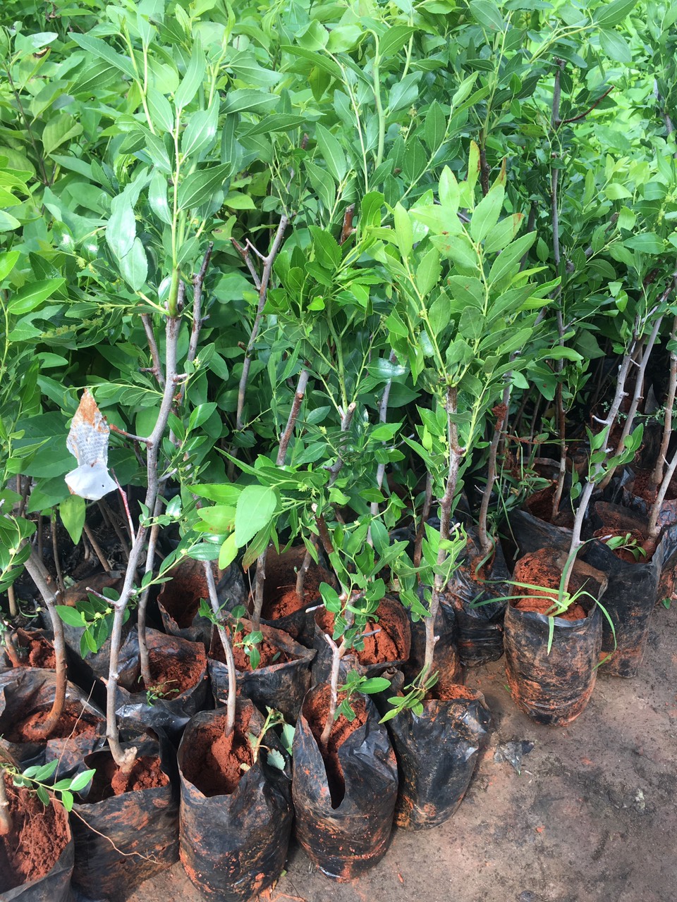 Cây giống Hồng Táo (Táo Tàu) siêu ngọt