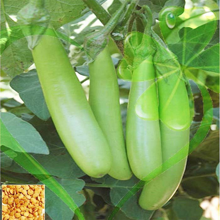 Hạt giống cà xanh mỡ dài - gói 1 gram
