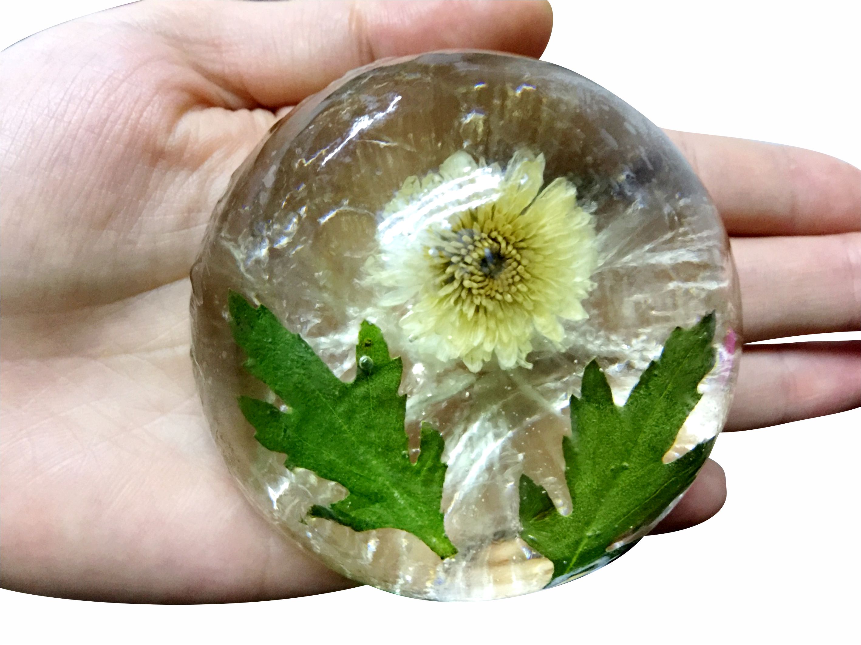 xà bông trong suốt / Chrysanthemum
