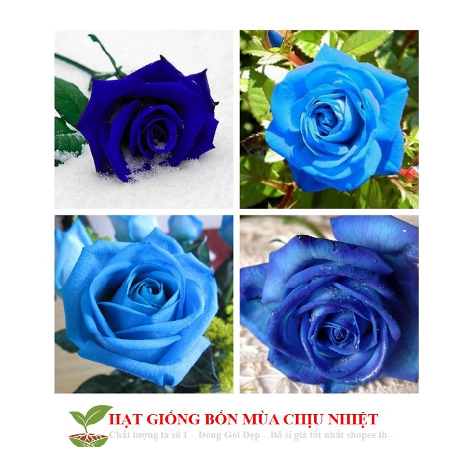 30C Hạt Giống Hoa Hồng Xanh 10H