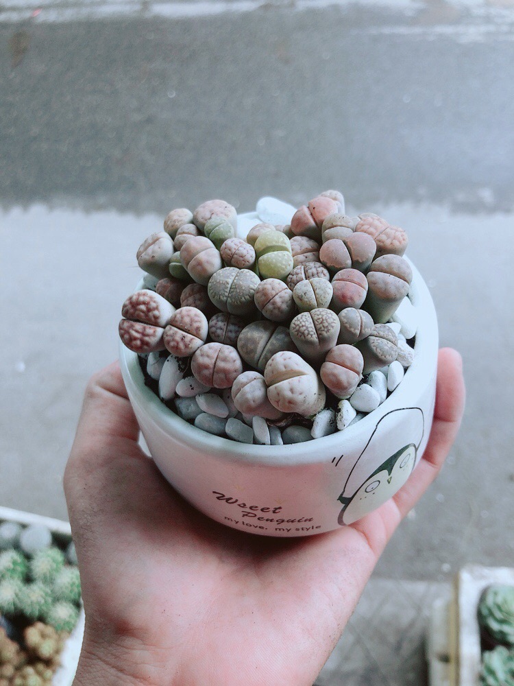 Chậu Cây Thạch Lan (lipthop- hoa sỏi)