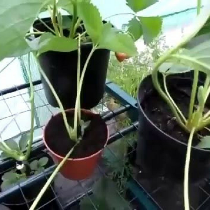 Combo 50 cây dâu ngó Đá Mỹ Đà Lạt - Dâu kiểng