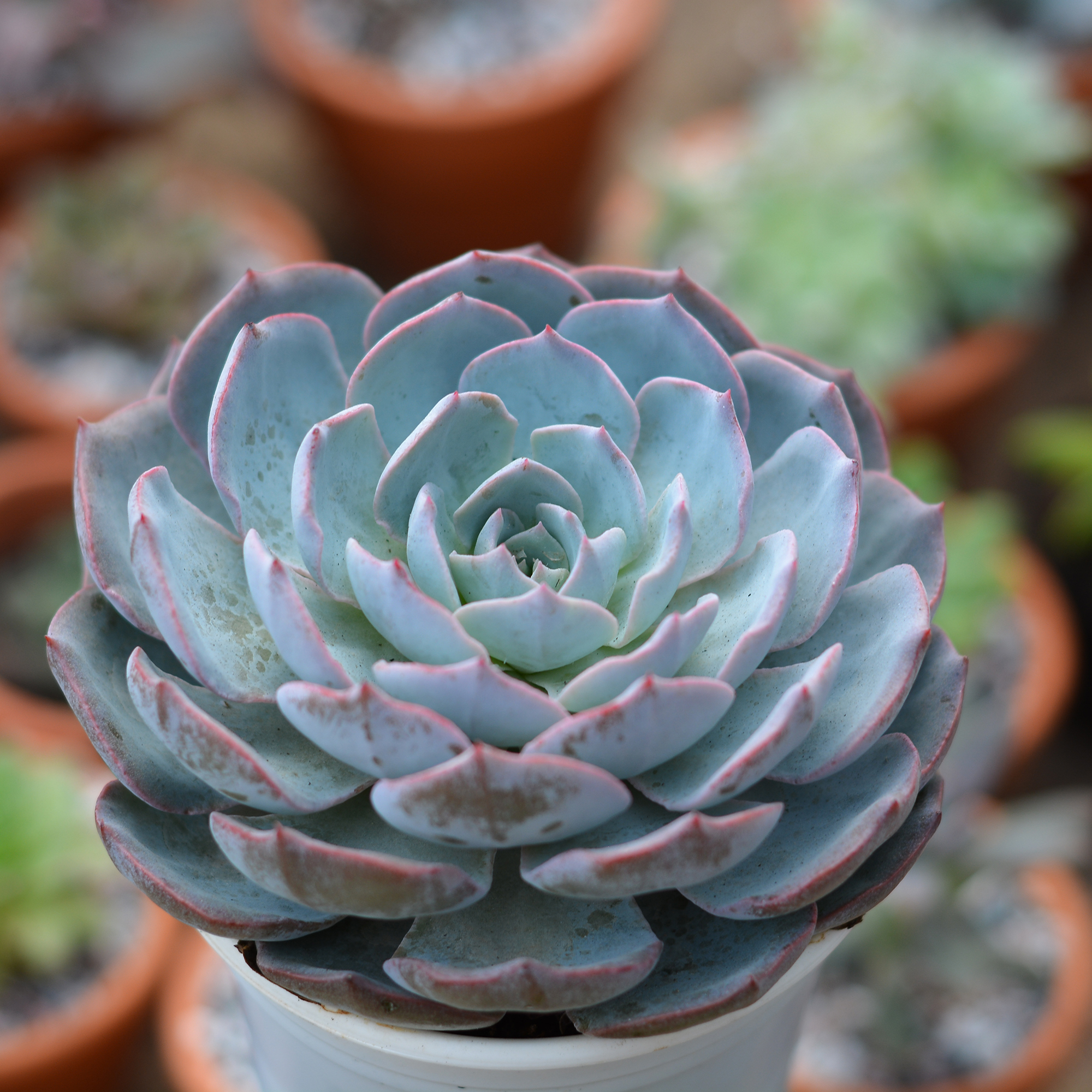 Sen Đá Hồng Phấn - Chậu Trung - Món Quà Dành Cho Tình Yêu