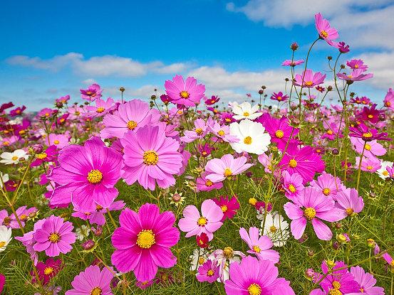 Gói 30 Hạt Giống Hoa Sao Nháy Nhiều Màu Đỏ - Hồng - Trắng- NanuSeeds - Thế giới rau mầm shop