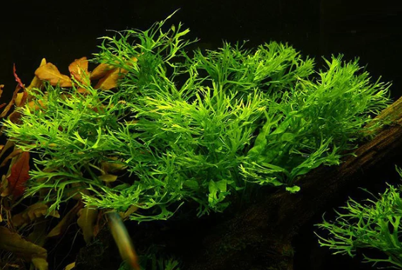 Dương Xỉ Sừng Hươu - Cây thuỷ sinh