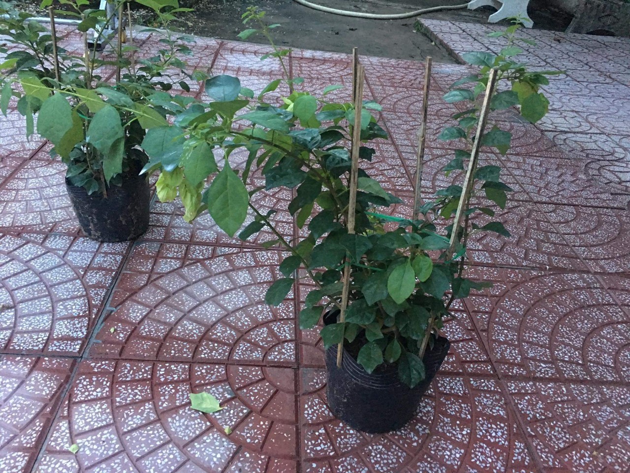 CÂY HUYỀN TRÂN CÔNG CHÚA