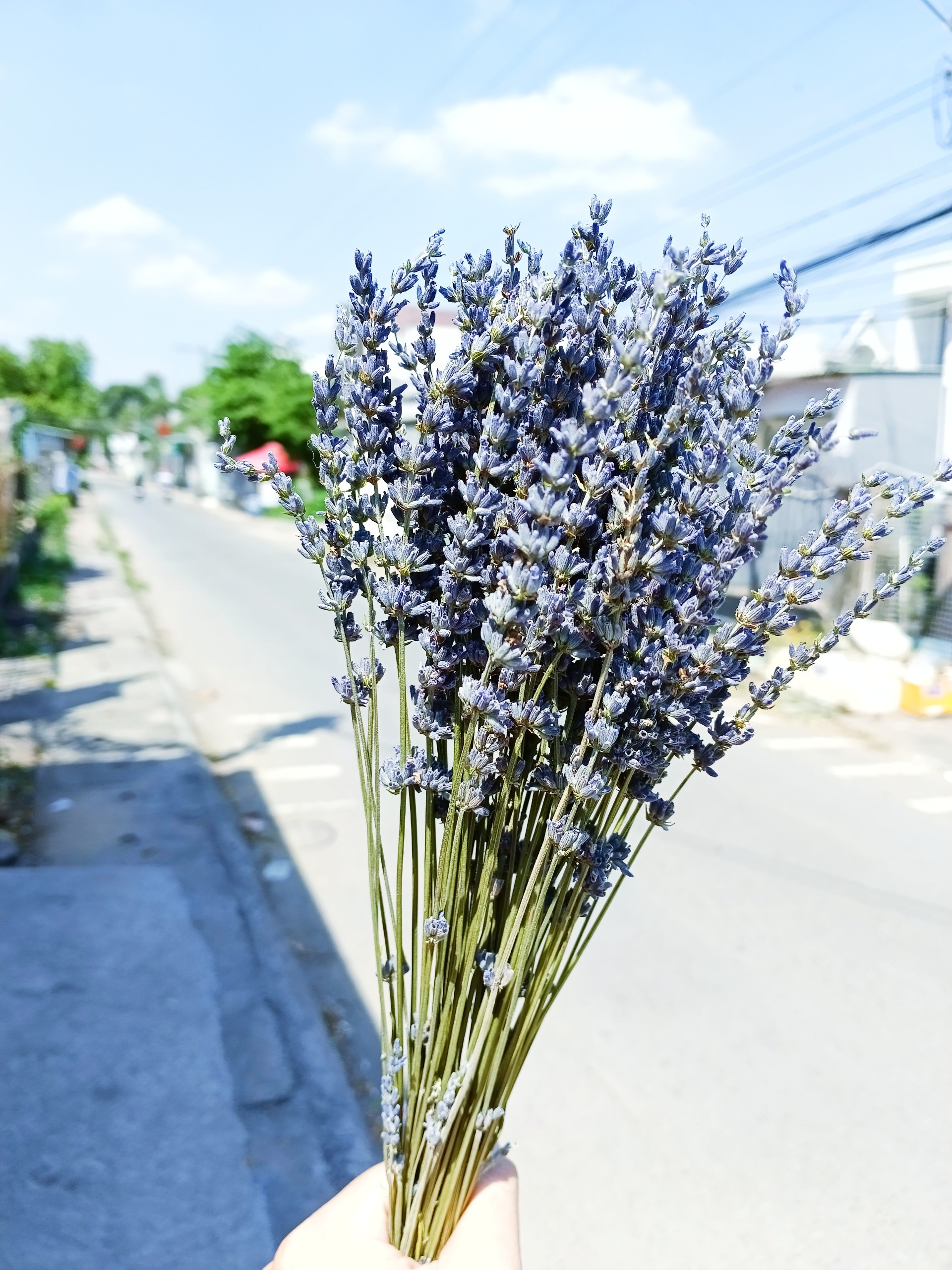 hoa khô - lavender, oải hương thơm ngát