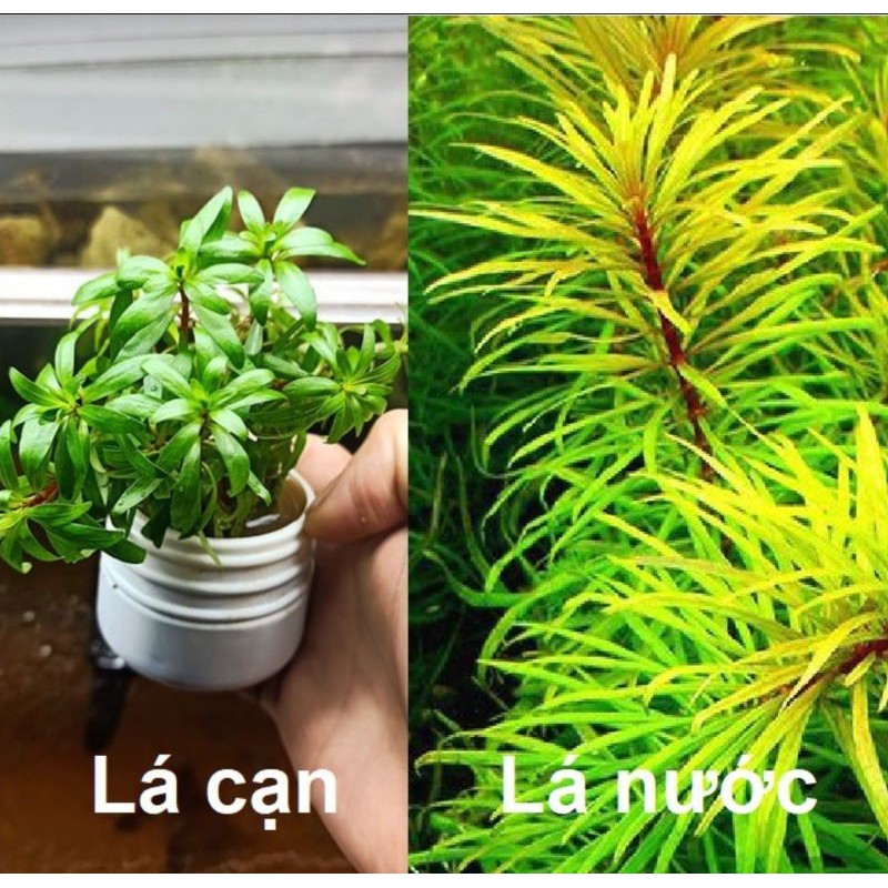 Cây Thủy Sinh Hoàng Thái Dương lá nước