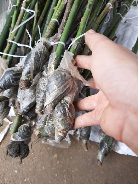 Cành chiết bụi hồng cổ sapa