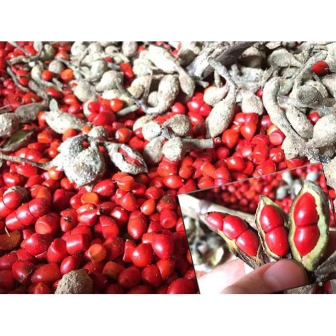 Cây dổi ghếp giống