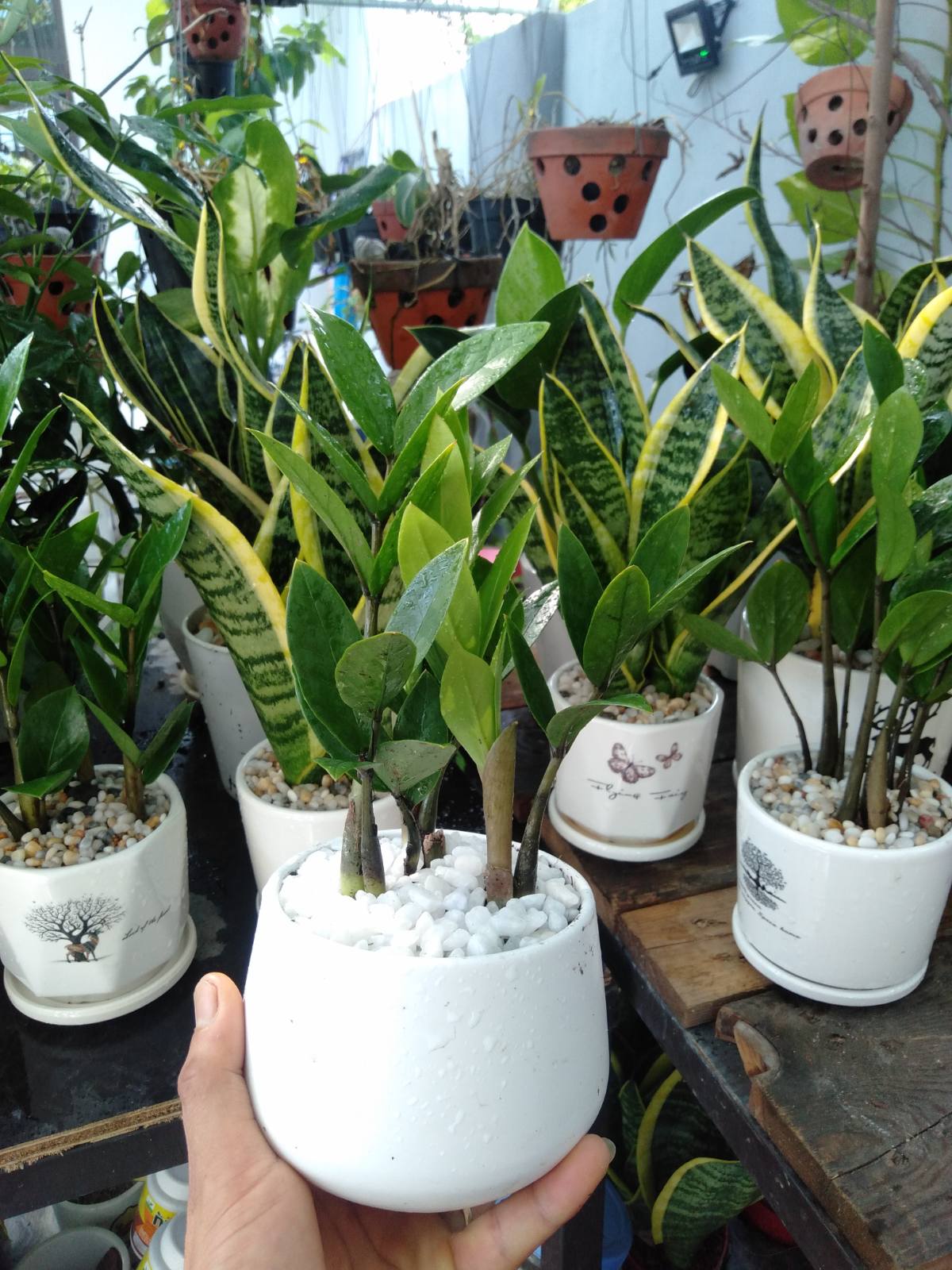 Cây kim tiền mini để bàn chậu sứ (cây kim phát tài)