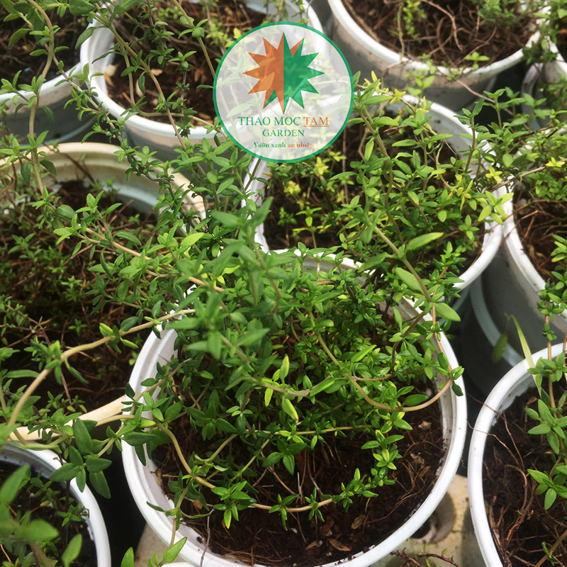 Cây Thyme/ Chậu cỏ xạ hương (cây gia vị)