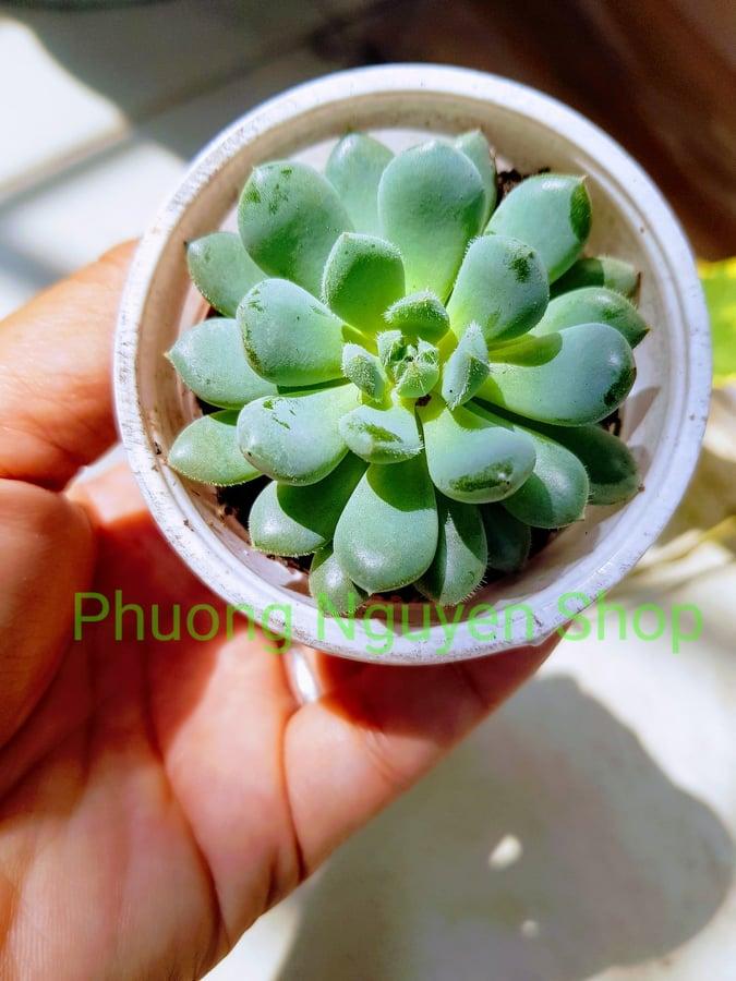 Sen Đá Dù Trắng
