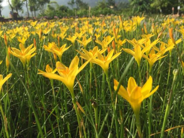 1 củ huệ mưa màu vàng, củ to đẹp