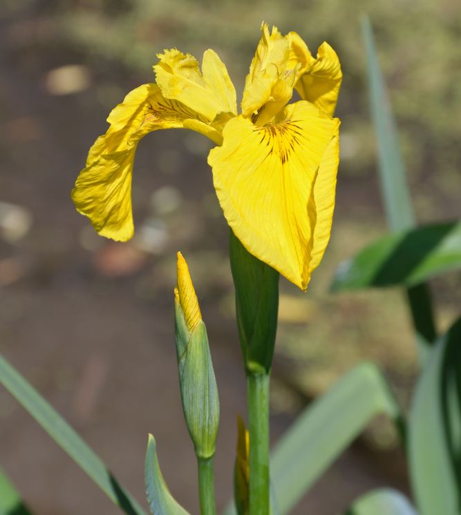 Hạt Giống Diên Vĩ Vàng (Iris Vàng) - Gói 10 hạt
