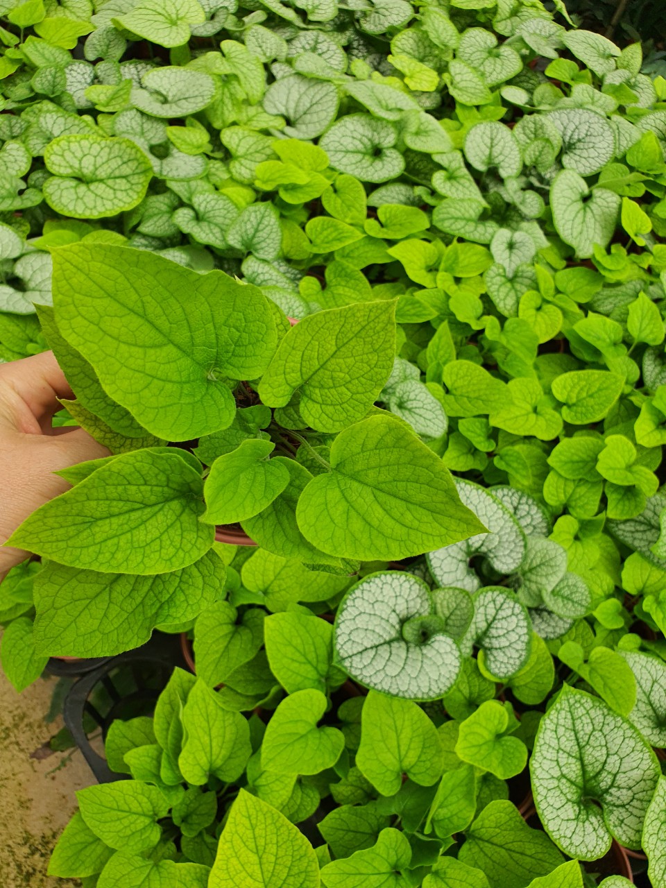 Cây brunnera lá hình trái tim.