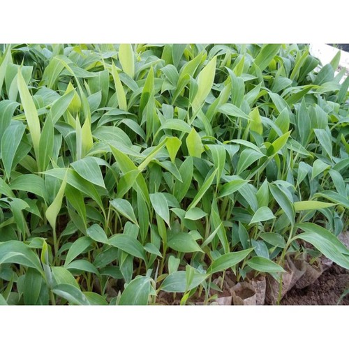 Com Bo 4 cây giống chuối già nam Mĩ cây giống chuẩn cho năng suất cao + tặng 3 cây chè xanh